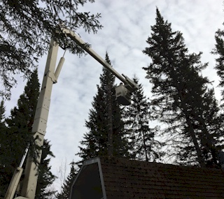 Tree falling Alberta